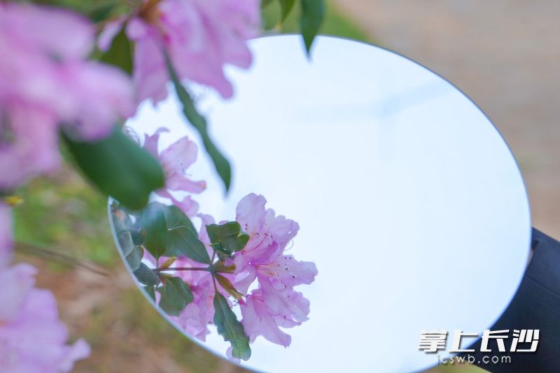 湖南省植物园花朵。长沙晚报全媒体记者 何文瑞 摄