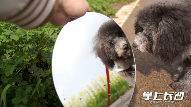江背镇五福村，市民牵着宠物狗出行。长沙晚报全媒体记者 刘晓敏 摄