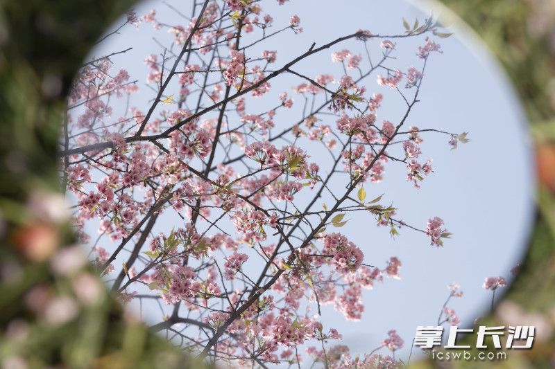 晓园公园樱花。长沙晚报全媒体记者 周数邑 实习生 欧阳潇潇 摄影报道