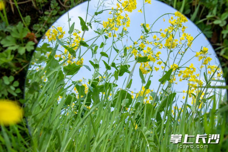 江背镇五福村油菜花。长沙晚报全媒体记者 林暘 摄