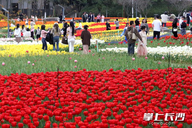 22日，长沙春季花卉艺术展在长沙园林生态园开展。均为长沙晚报全媒体记者 贺文兵 摄