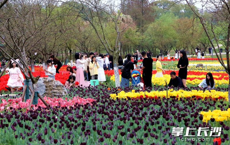 市民和游客在浪漫花海中赏花打卡。 市民和游客在浪漫花海中赏花打卡。