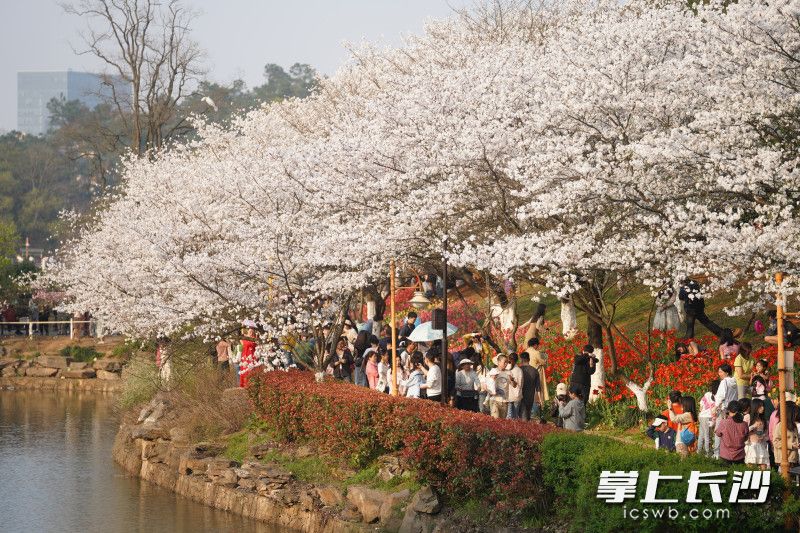3月24日，省植物园樱花盛放，吸引众多游人观赏。均为长沙晚报全媒体记者 周数邑 摄