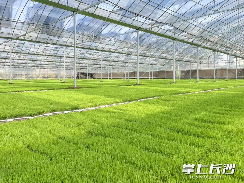 在湘阴县的顺洪农机育秧中心，秧苗的长势喜人。