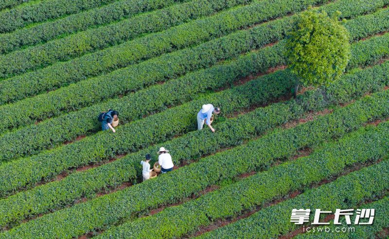 乌山贡茶基地，游客们正在茶园采摘茶叶。长沙晚报全媒体记者 邹麟 摄