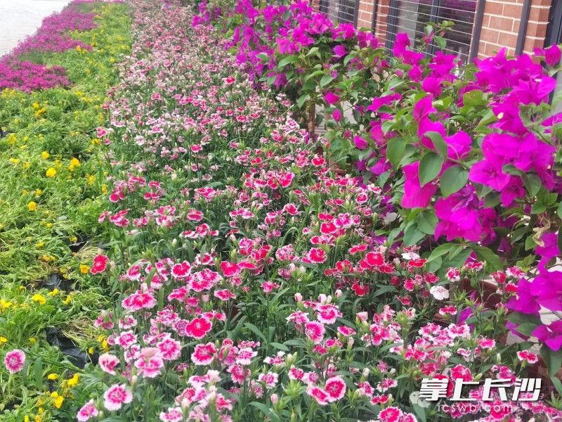 2024资福窑春季百花展举行。均为景区供图