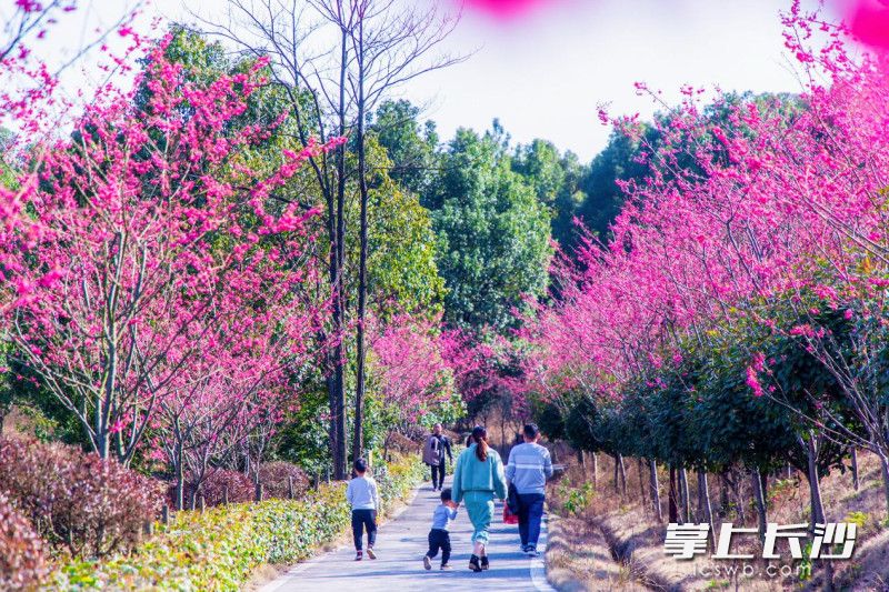 长沙县春日出游消费旺。