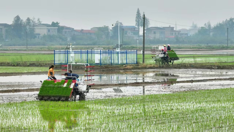 春耕时节，湘阴县的田间地头到处一片忙碌景象。通讯员 李阳 摄
