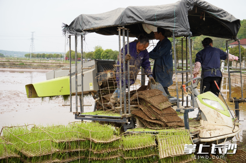 插秧机插播现场。长沙晚报通讯员 江东焌 供图 插秧机插播现场。长沙晚报通讯员 江东焌 供图