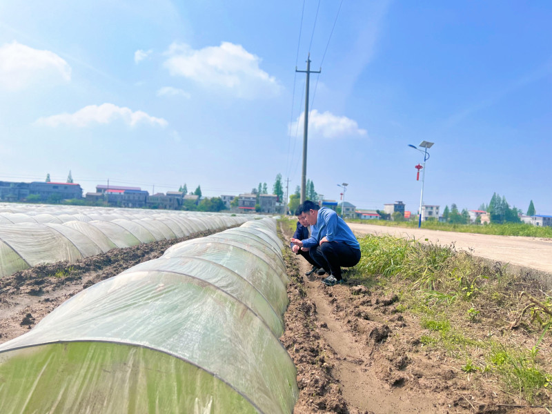 复兴围村田长王海正在田间巡田，与李云锋交流秧苗长势情况。梁焕鑫 摄