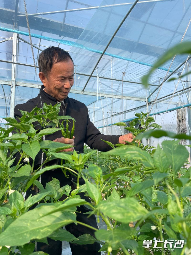 60余年来杨意红倾注心血选育辣椒品种，将一辈子奉献给了“火辣事业”。