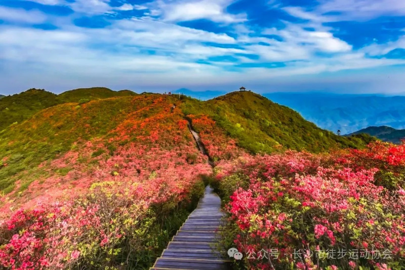 浏阳大围山国家森林公园“万亩杜鹃花海”等你来赏。均为受访者供图