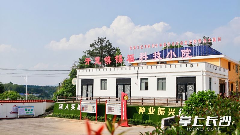 长沙县开慧镇锡福科技小院。  均为长沙晚报通讯员张庆摄