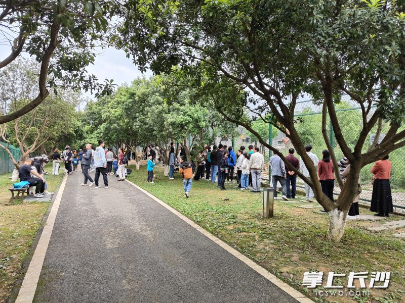 在金井镇的三珍虎园，来看老虎的大小朋友很多。