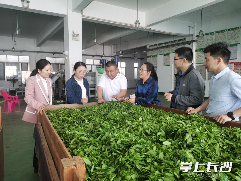 乡村振兴组学员深入沩山乡茶企，实地考察茶叶种植基地、加工车间和产品展厅，与企业负责人就茶产业发展交流探讨。  长沙晚报全媒体记者 张禹 通讯员 陶剑 代香顺 摄