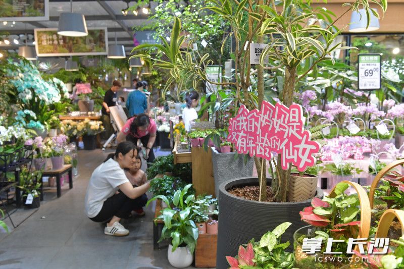 12日，在三湘花卉市场，康乃馨、芍药等鲜花被商家摆放在显眼位置，母亲节氛围浓厚。许多市民为母亲挑选鲜花。 长沙晚报全媒体记者 王志伟 摄