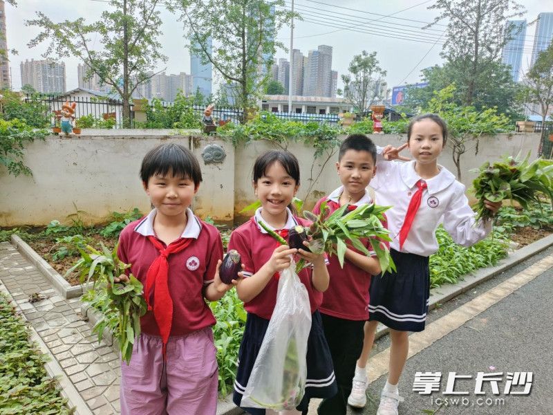 自己种的蔬菜自己摘。