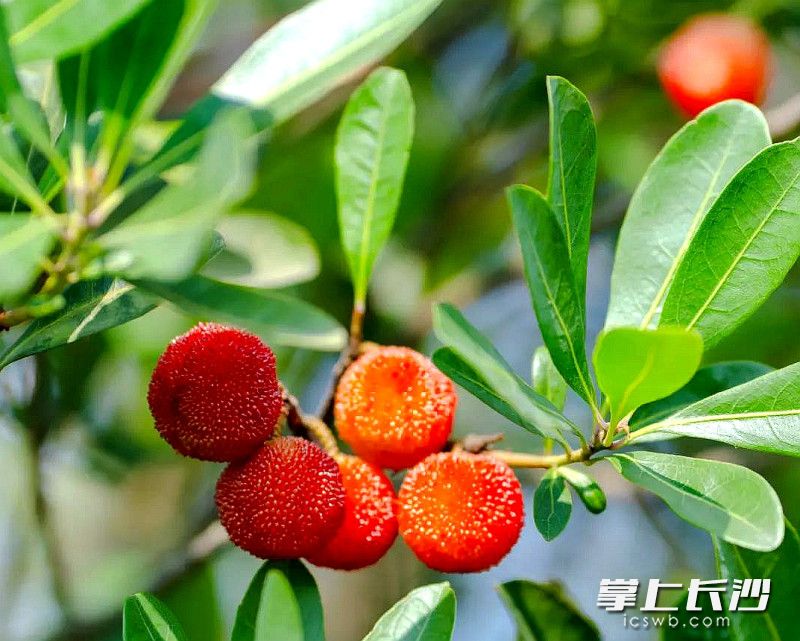 杨梅飘香。长沙晚报通讯员 龙宇 摄