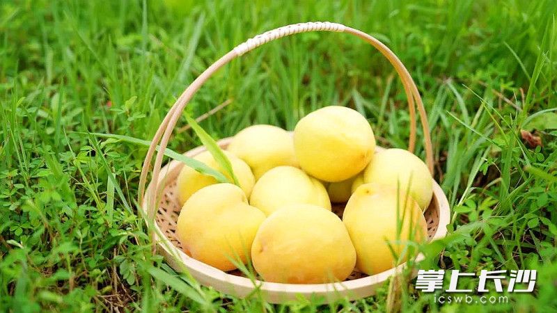 望城茶亭，黄桃熟了。长沙晚报通讯员 张炼 摄