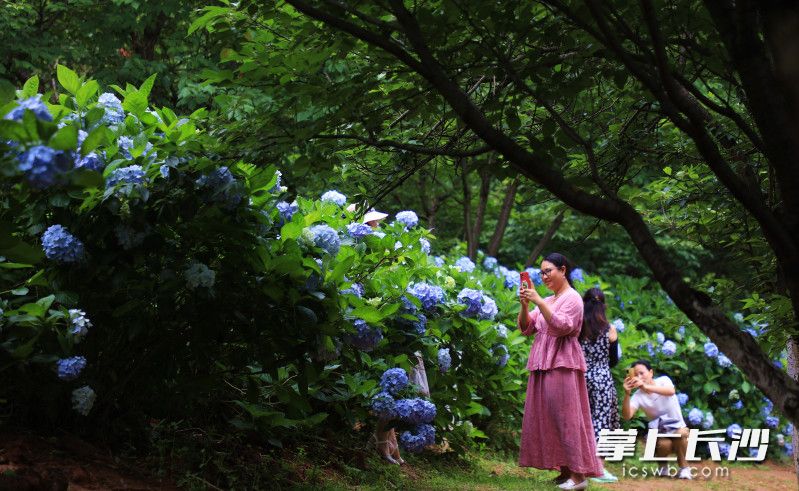 今日，省植物园“夏之恋”花展文化节开幕，活动将持续至7月底。均为长沙晚报全媒体记者 贺文兵 通讯员 彭炜 摄影报道