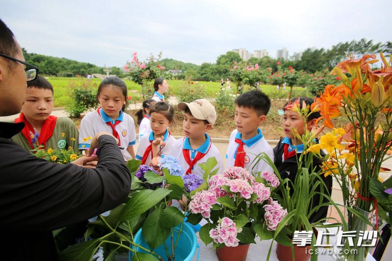 活动现场，孩子们在观察植物多样性。均为长沙晚报全媒体记者 贺文兵 摄