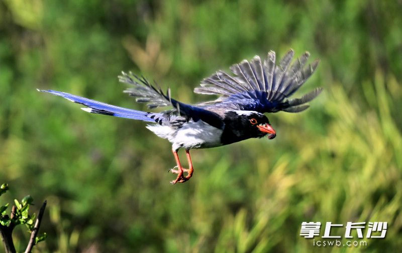 红嘴蓝鹊。