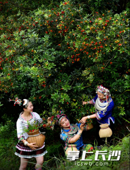 6月靖州杨梅成熟。 6月靖州杨梅成熟。