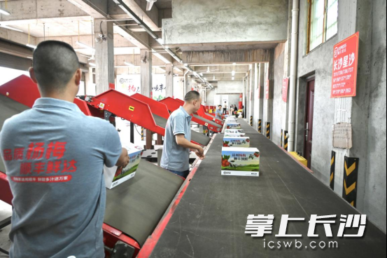 湖南靖州杨梅通过电商发运到全国各地。  均为长沙晚报通讯员杨倩供图 湖南靖州杨梅通过电商发运到全国各地。  均为长沙晚报通讯员杨倩供图