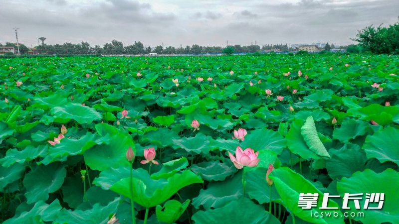 6月12日，雨后短暂天晴，苏家托荷花初盛开，伴随雨露在风中摇曳。   均为长沙晚报全媒体记者易亿摄