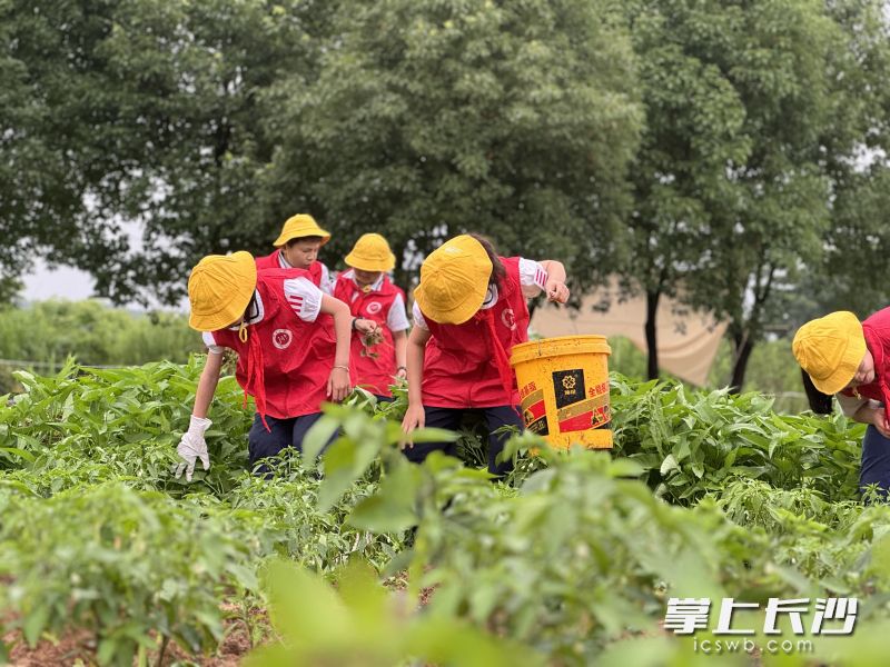 今日，泰禹小学的少先队员们到位于长沙市雨花区石燕湖村的“摊玩市集爱心农场”开始采摘、打包、爱心义卖。长沙晚报通讯员 雷雱 摄 
