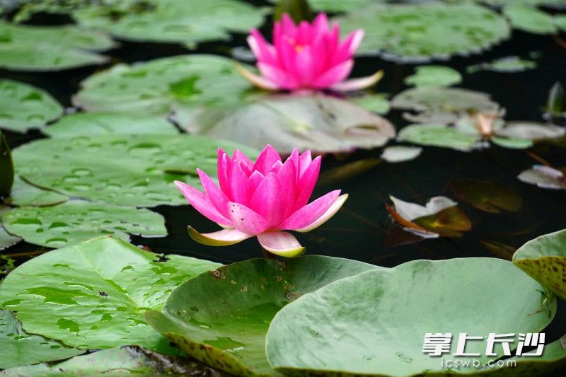 朵朵睡莲娇艳开放。  均为长沙晚报全媒体记者贺文兵、通讯员唐伯舜摄