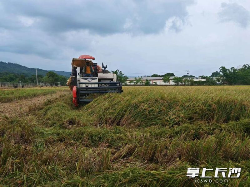 水稻收割机在多米尼加的试验田里收割稻谷。 李磊 摄