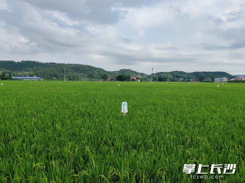 水稻长势喜人。