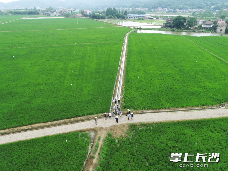 今年湘江新区将建设1.29万亩高标准农田。均为受访者供图