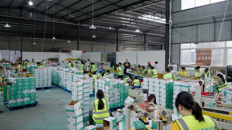 李子在仓库经过拣选打包之后，将送到全国各地的消费者手中。