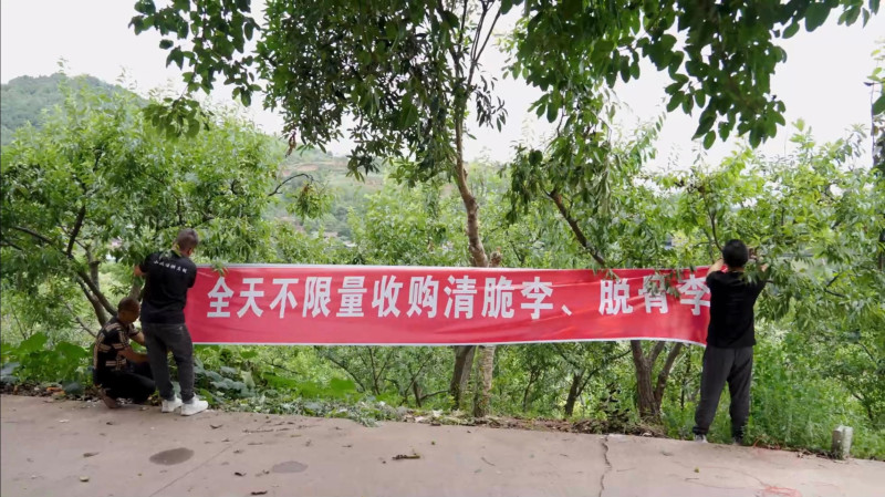 刘照东定制的横幅“全天不限量收购青脆李、脱骨李”。 均为 通讯员 彭浩 摄