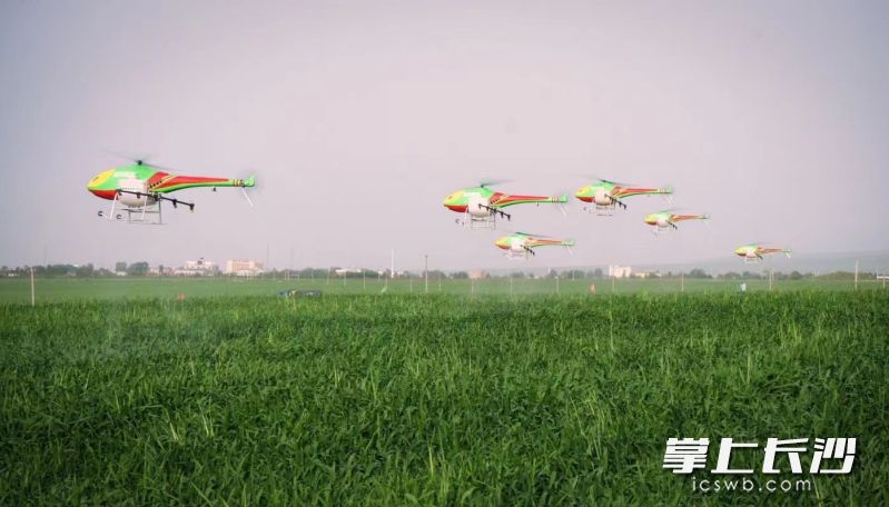 无人机在田间轻舞，“科技范儿”实打实转化成了农业生产力。  资料图片