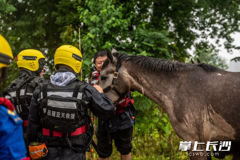 岳麓蓝天救援队成功转移受困柏加洲马群至安全地带。长沙晚报通讯员 罗钟杰 摄