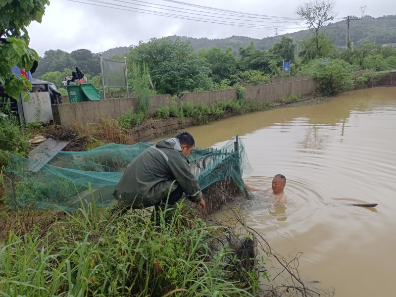 大坝乙组邻长李建明跳入水坝清理水草。