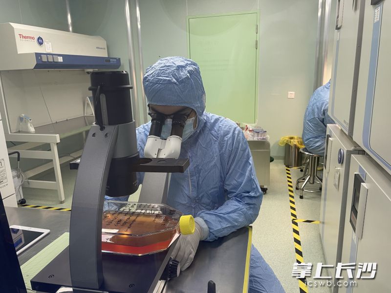 源品生物的高标准实验室内，科研人员正在使用显微镜观察细胞存活状态。