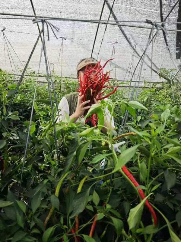 一名队员在葛家鸡肠子辣椒基地体验采摘辣椒。
