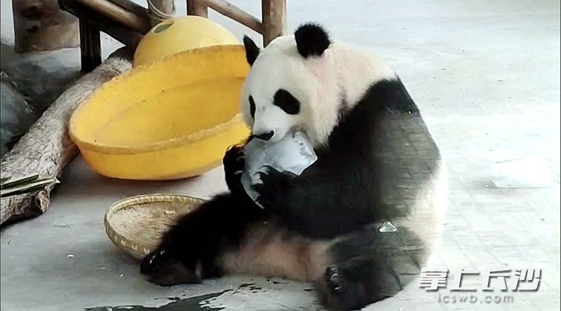 长沙生态动物园为动物们按下“防暑降温键”。  均为长沙晚报全媒体记者贺文兵、通讯员谭思敏摄