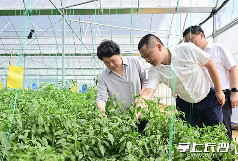 吴桂英来到湖南省阳雀湖九木农业有限公司辣椒基地了解生态农业发展、三产融合有关情况。 均为长沙晚报全媒体记者 余劭劼 摄