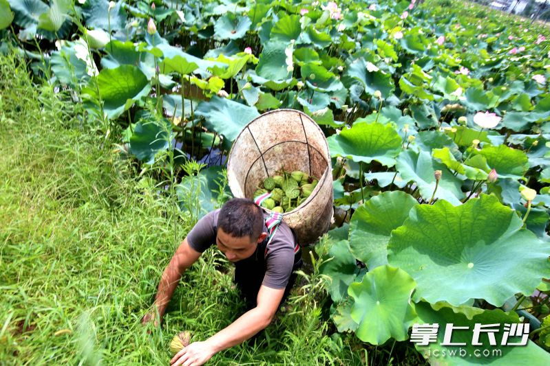 种荷虽然辛苦，但谢兵心中有梦不觉苦。