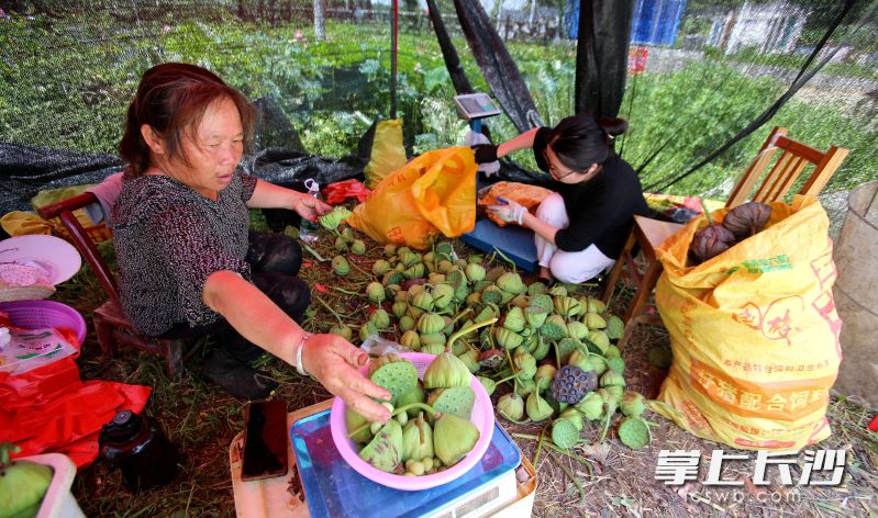谢兵的母亲和妻子在帮忙卖莲蓬。