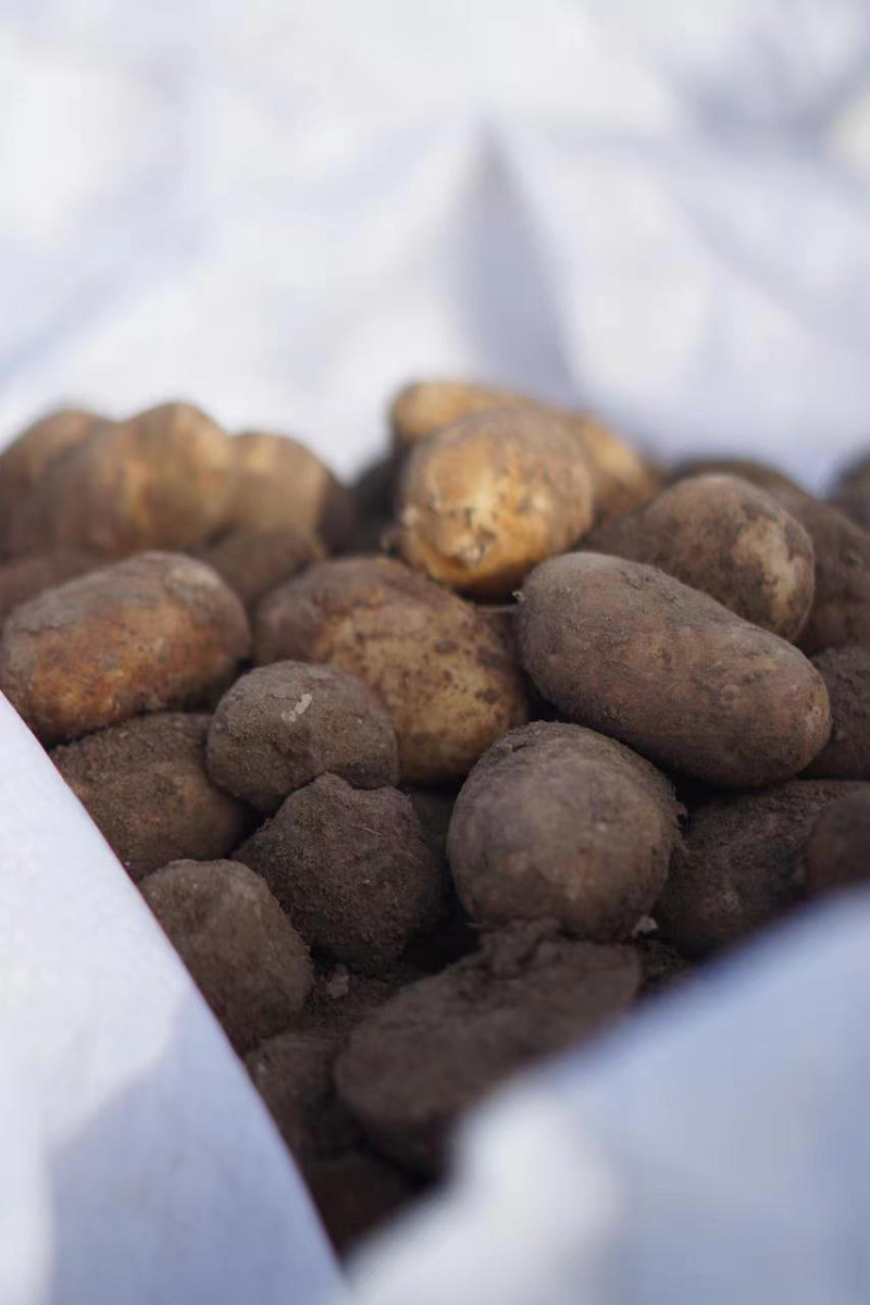 麦当劳的薯条使用独特土豆品种,其从育种到收获至少需要三年时间。 麦当劳的薯条使用独特土豆品种,其从育种到收获至少需要三年时间。