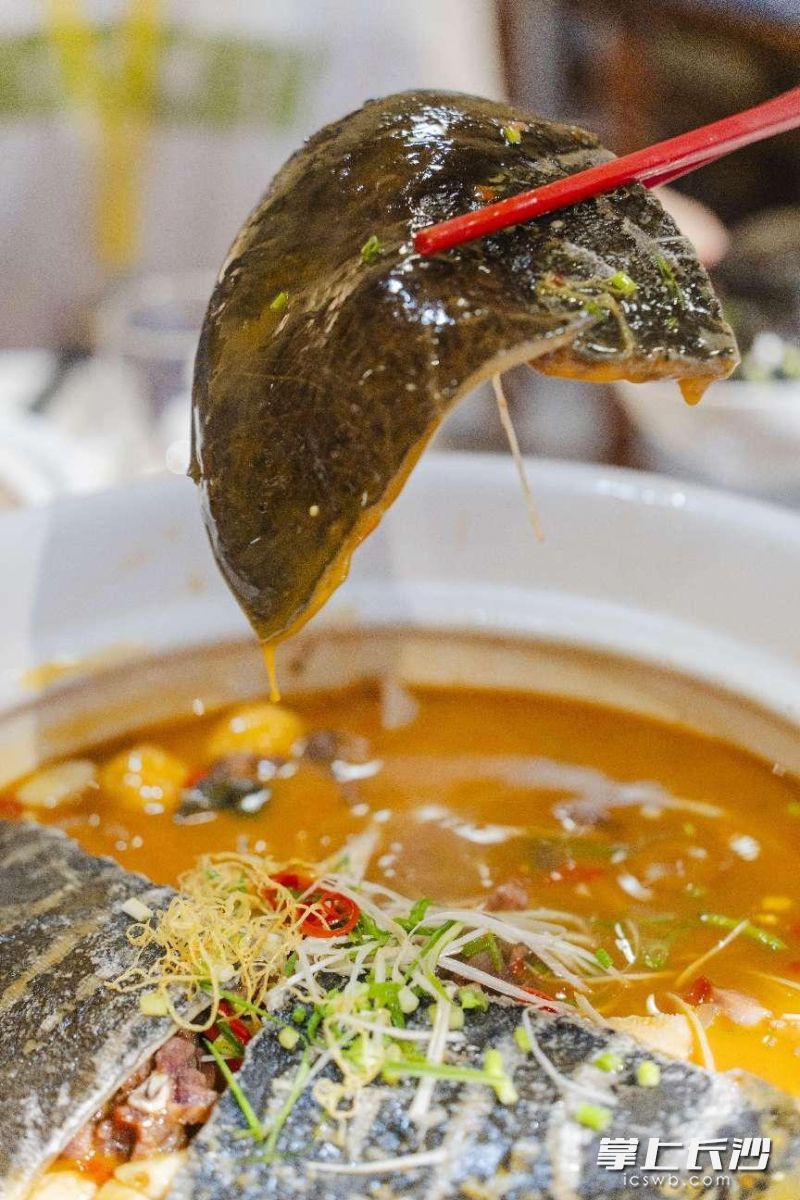 桃花谷度假山庄品尝“灰汤四美”之汤鳖。