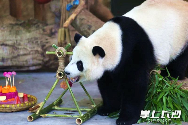 看到生日蛋糕，“青青”兴奋而至。  均为长沙晚报全媒体记者贺文兵、通讯员谭思敏摄