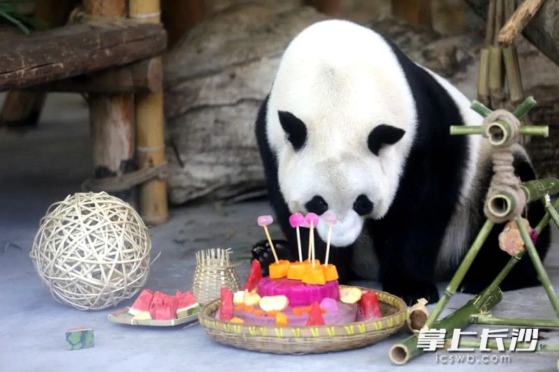 “青青”盯着生日蛋糕，先欣赏再动口。