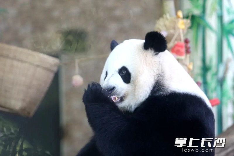 迟来的生日祝福，让“大美”心满意足。